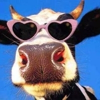 DaCoolCow