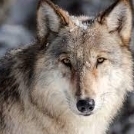 Aerrowolf